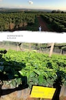 Fazenda de Lagoa